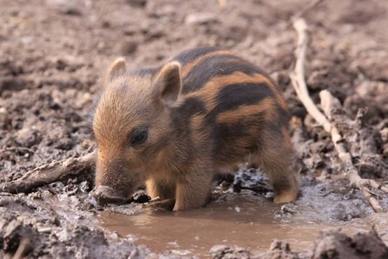 a-tiny-warthog-cools-off-in-a-puddle.jpg