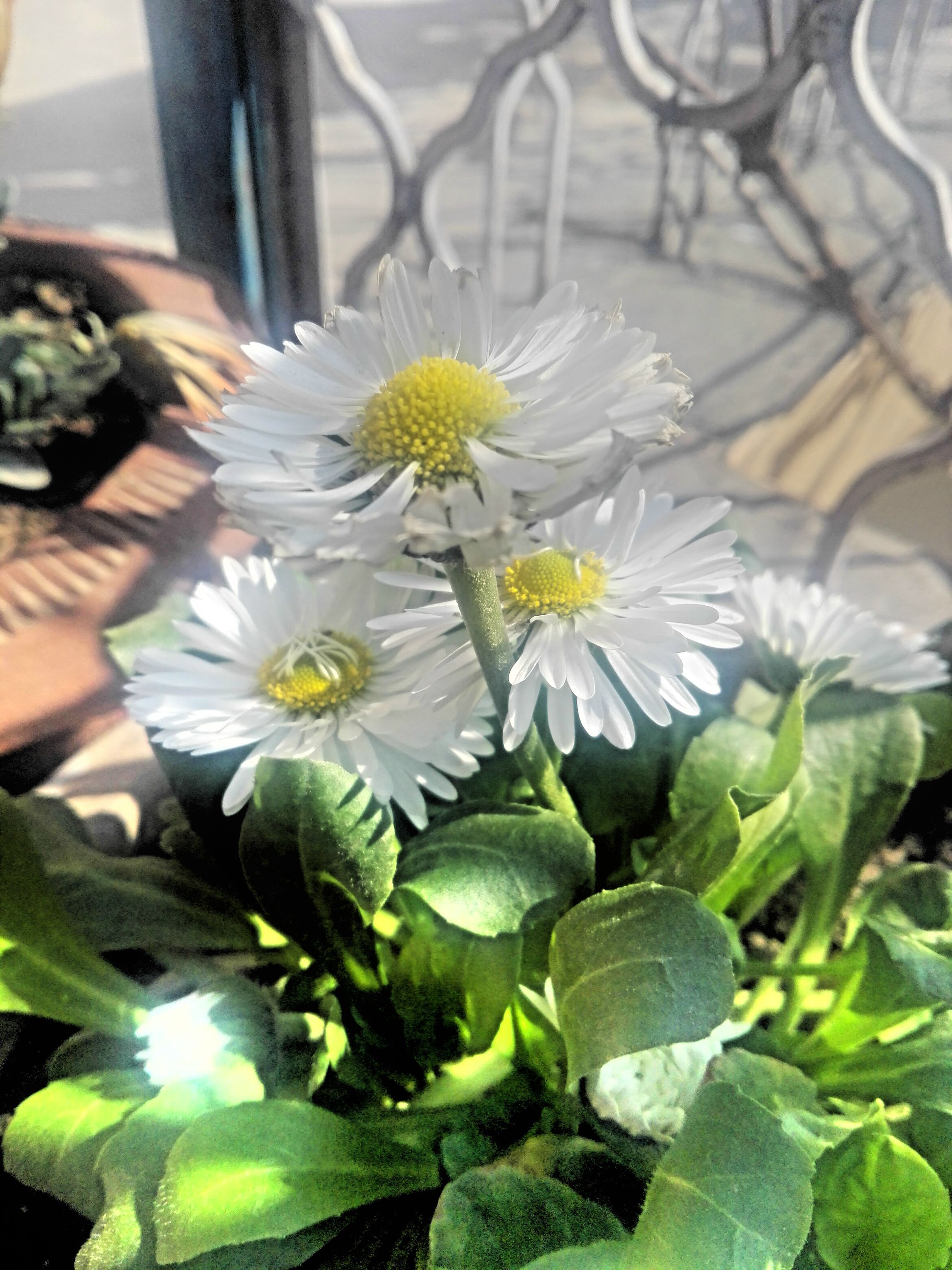 HDR_20180225_133937.jpg