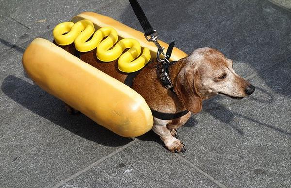 weinerdog_grande.jpg