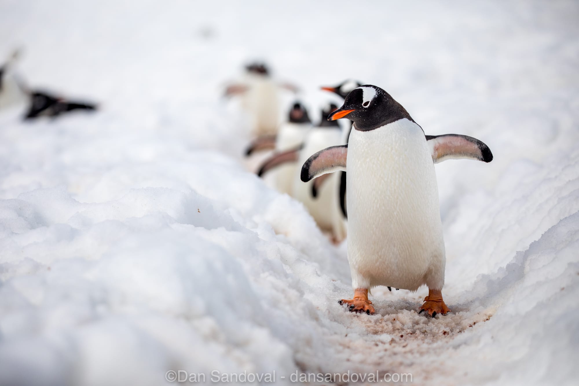 Penguin Highway Antarctica