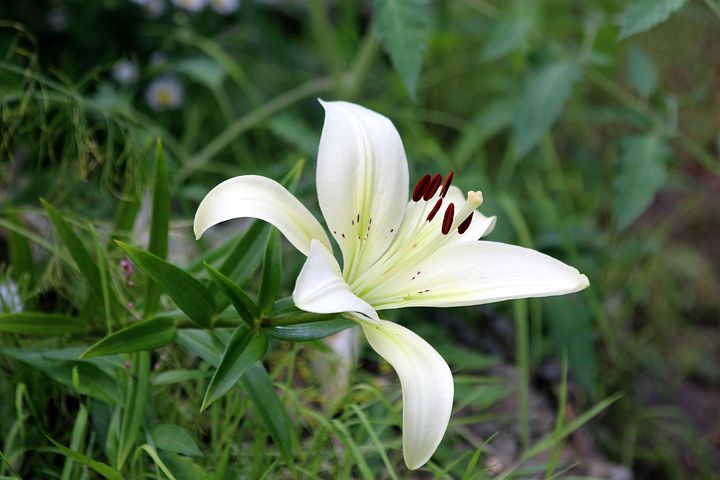 lily-3358706__480.jpg