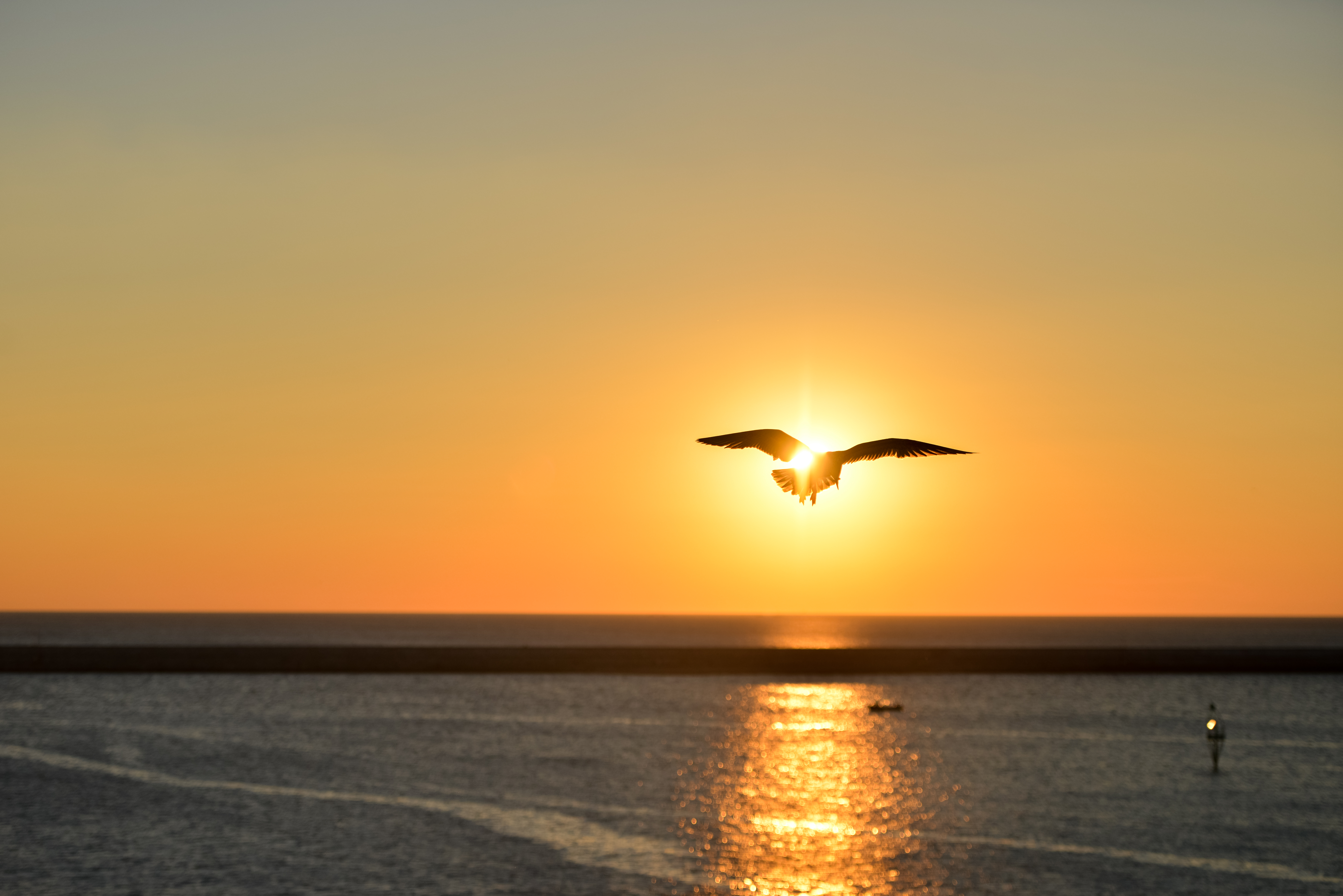 sea-sunset-bird-flying.jpg