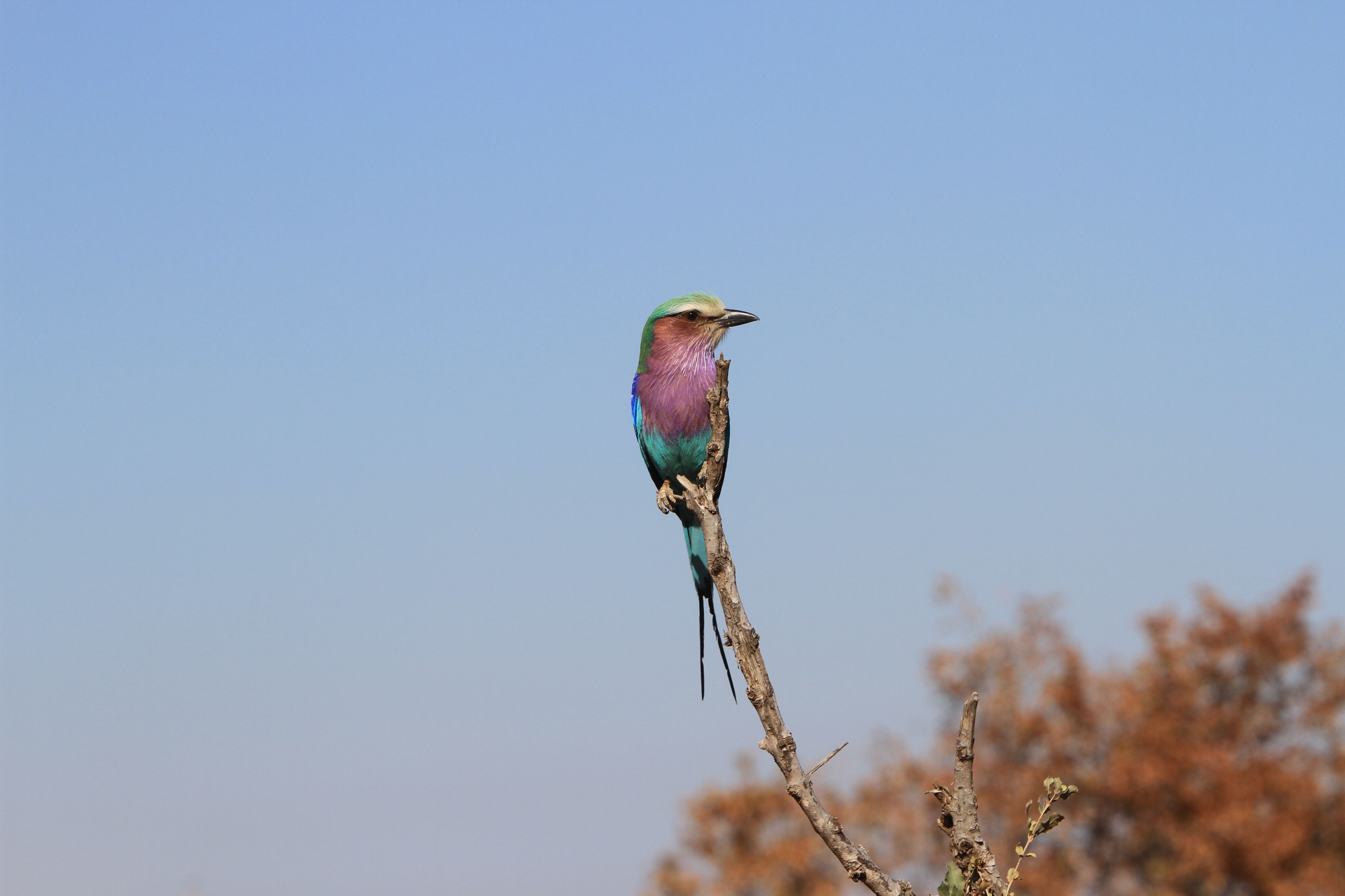 colored bird.JPG