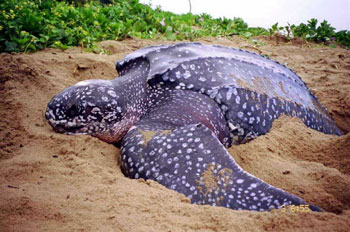 leatherback-turtle.jpg