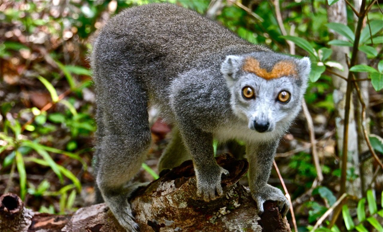 7 Continents: Madagascar - Exotic Animals — Steemit