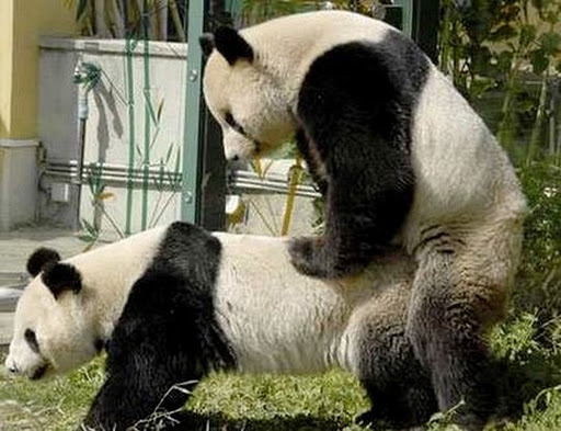 panda-porn.jpg