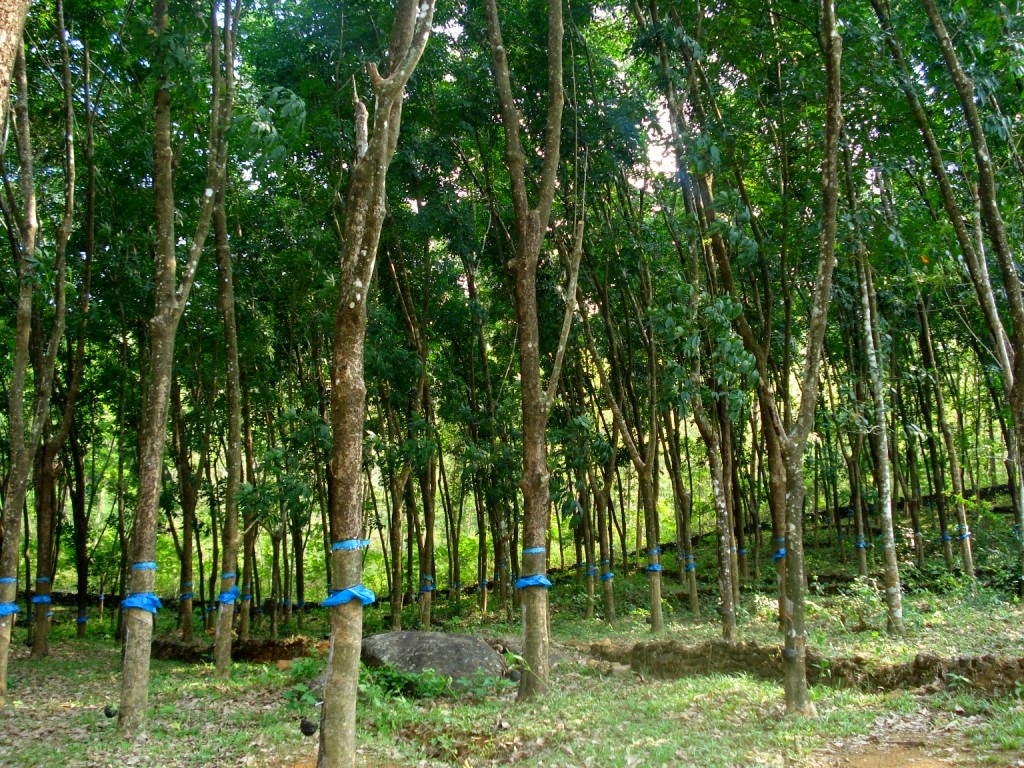 RubberCultivation.JPG