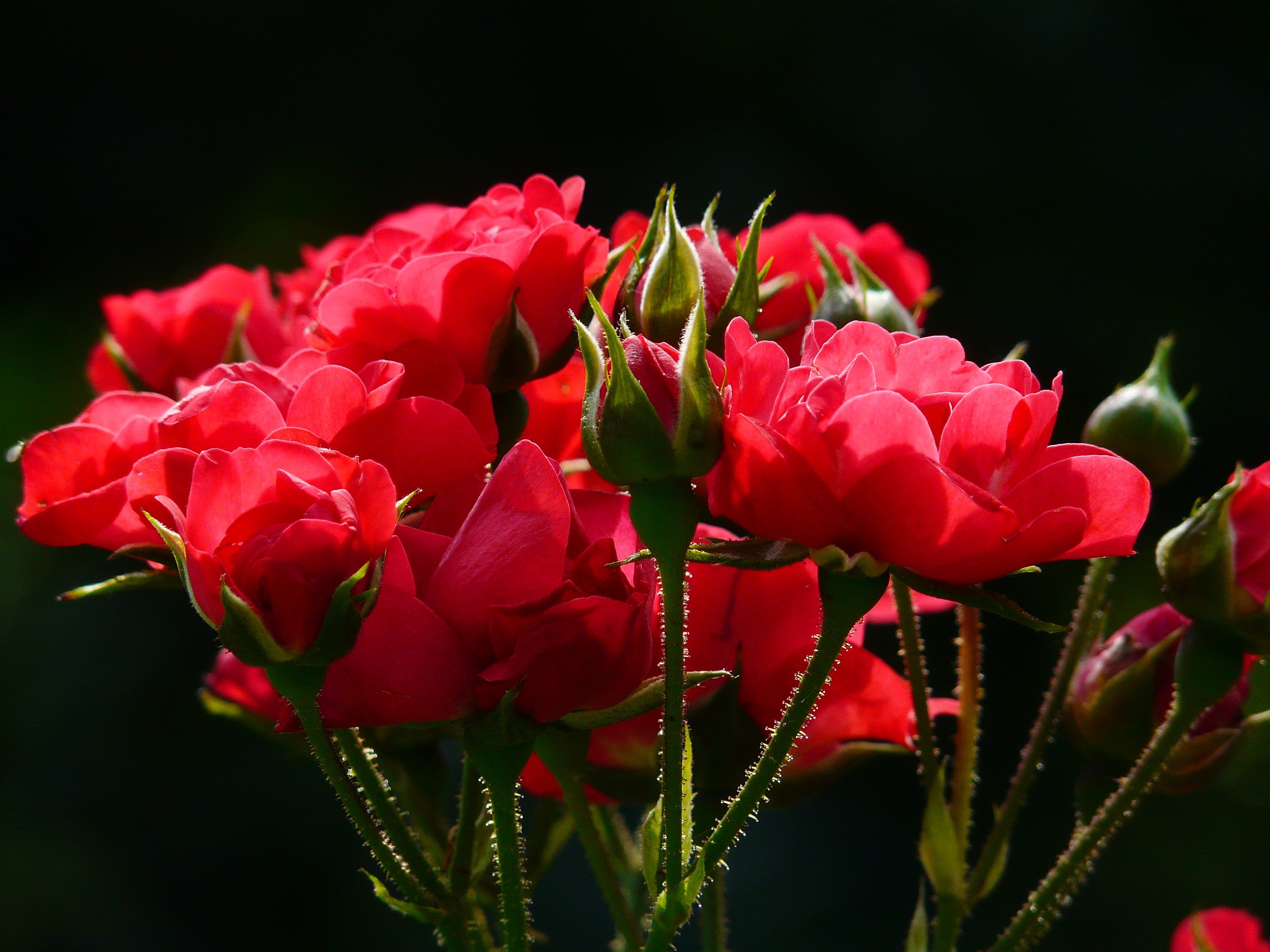 red-roses-rose-roses-back-light-88509.jpeg