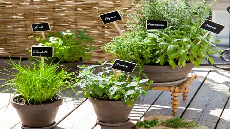 planter-plantes-aromatiques-en-pot-sur-un-balcon-diy.jpg