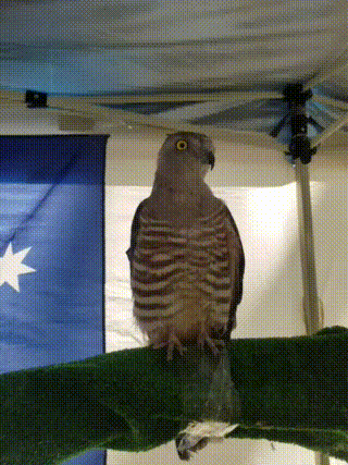 Pacific Baza Bird 1sec.gif