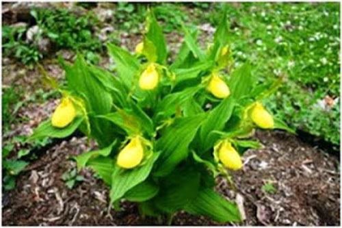 lady-slippers.jpg