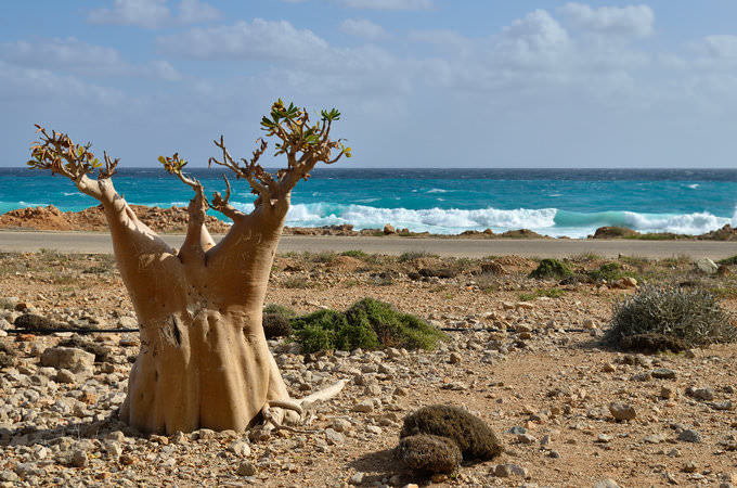Socotra-Island-in-Yemen-5.jpg