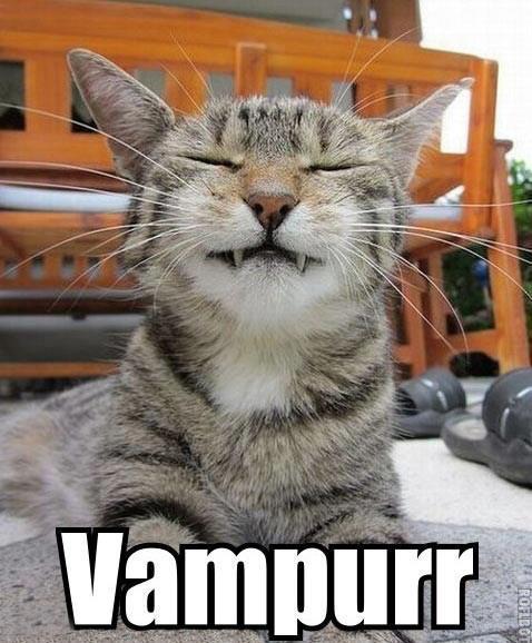 Vampire-cat.jpg