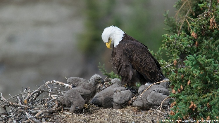 bald-eagle-with-eaglets.jpg