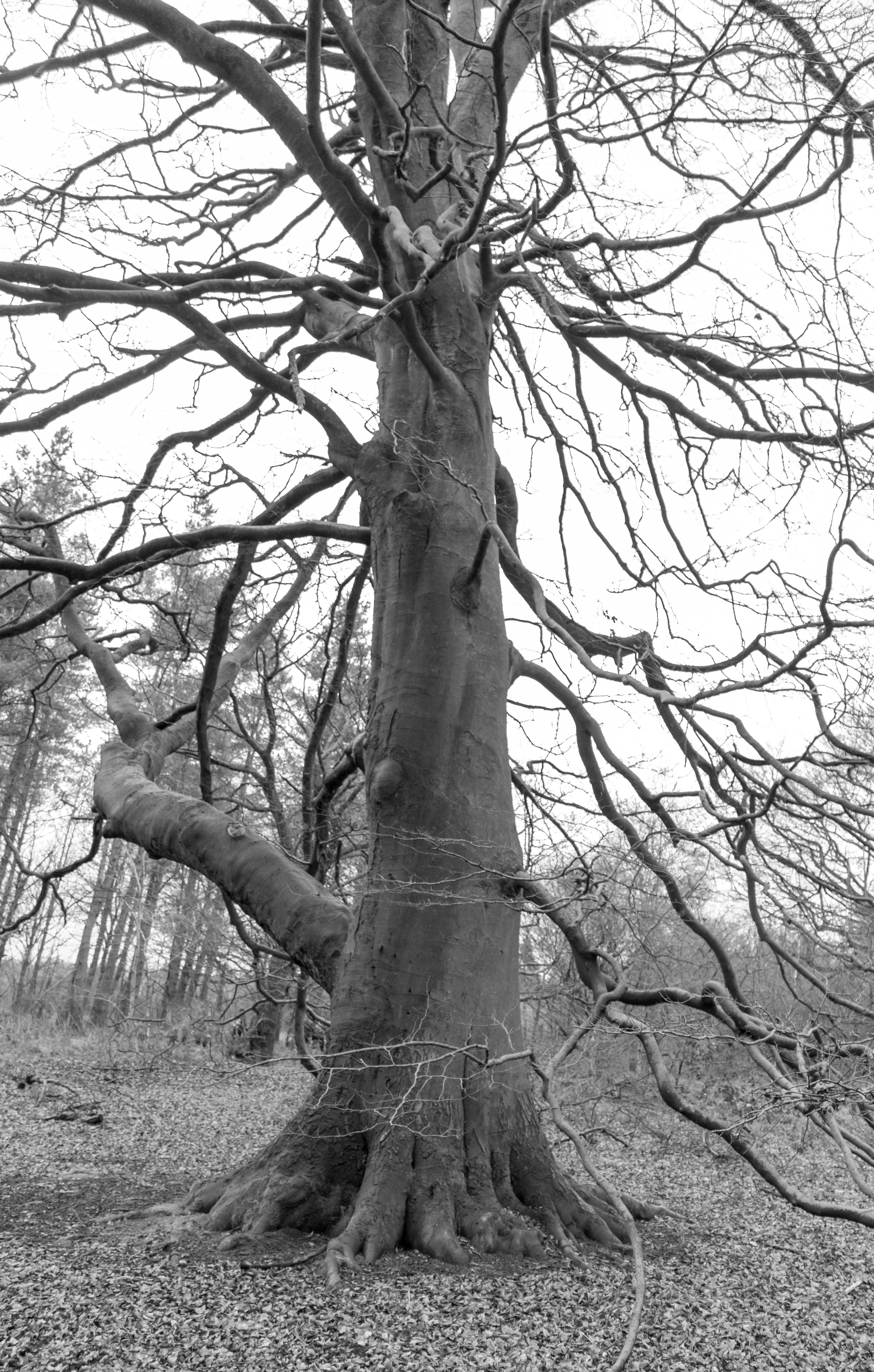 Monochrome - Tree.jpg