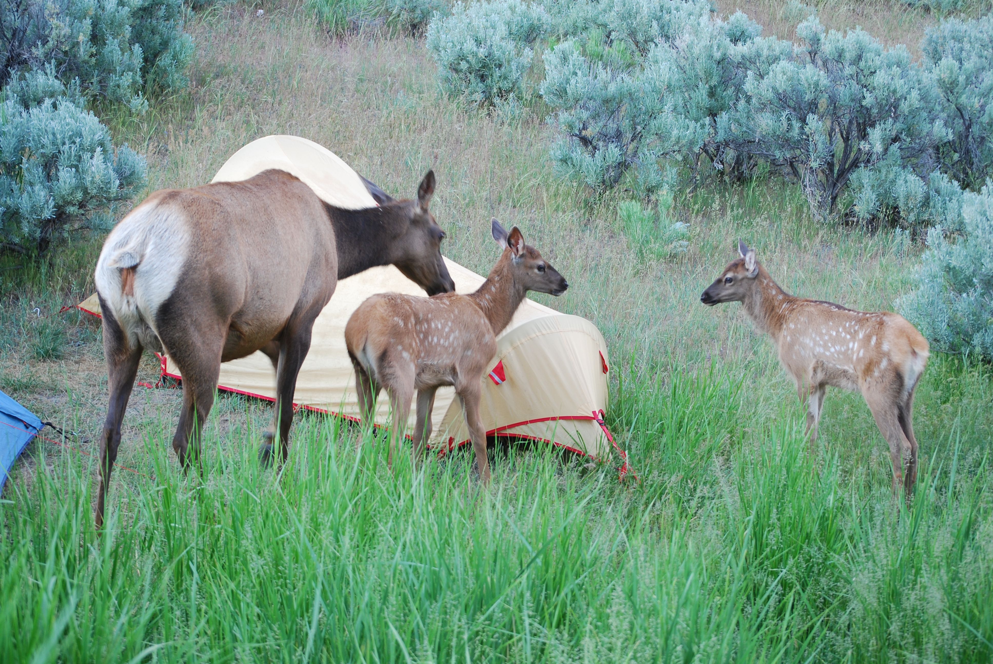 2008_Yellowstone_603.jpg