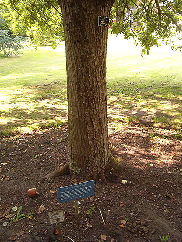 362px-Newton's_tree,_Botanic_Gardens,_Cambridge.JPG