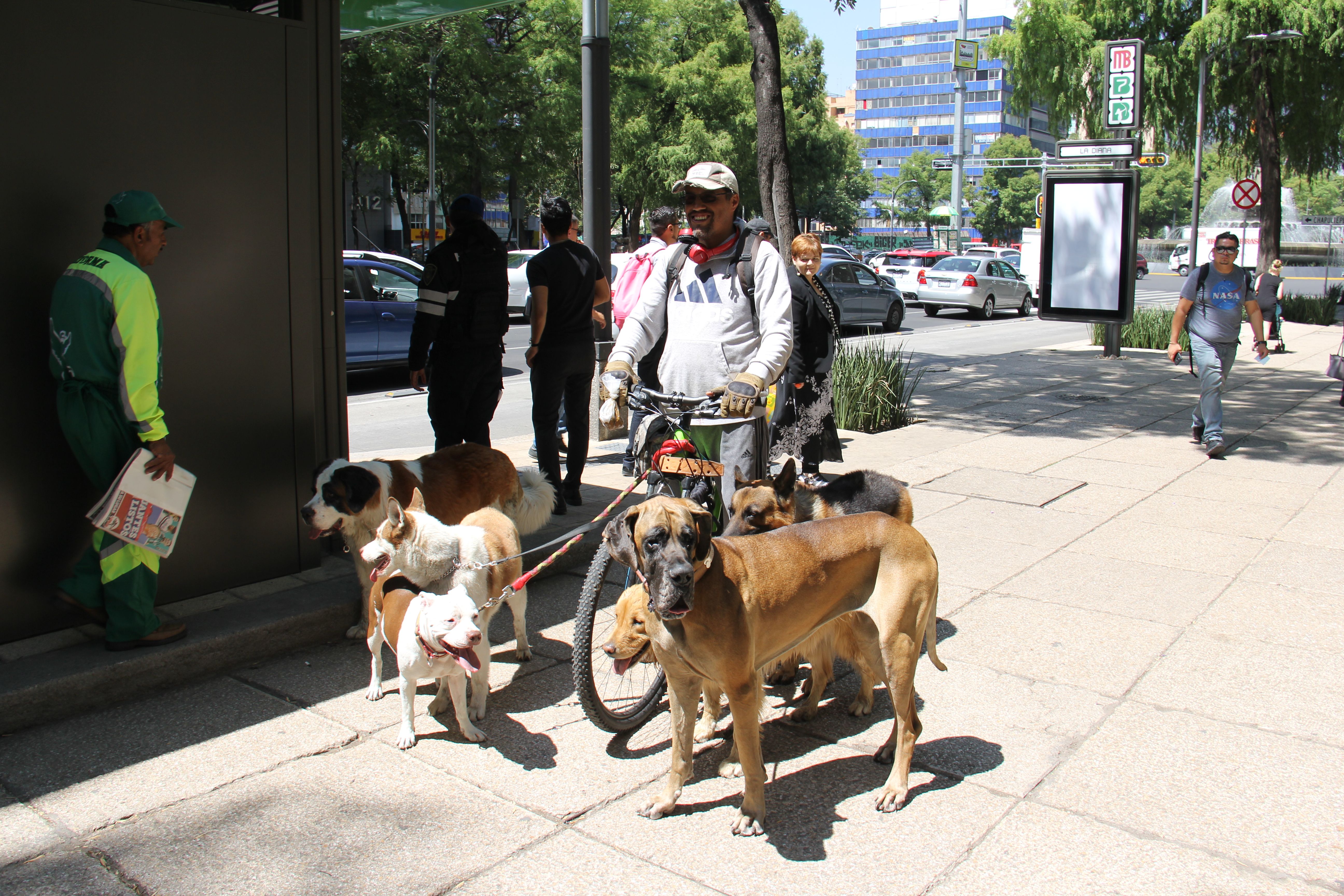 Chiens en promenade (2).JPG