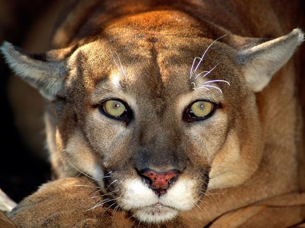 Big-Cats-28.jpg