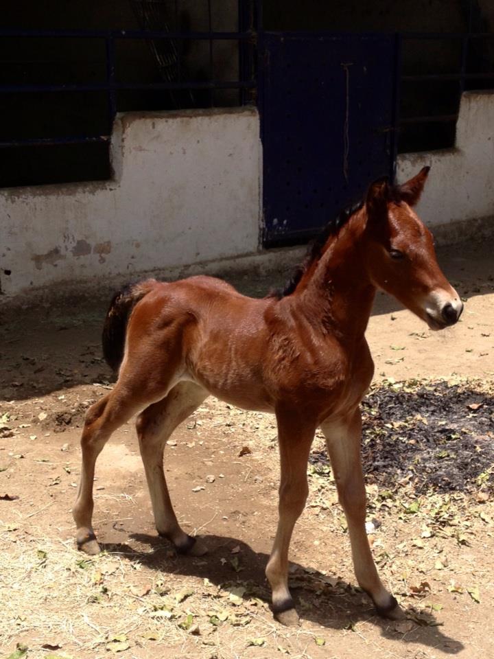 Caballito BB.jpg