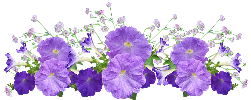 flowers-pansy.png