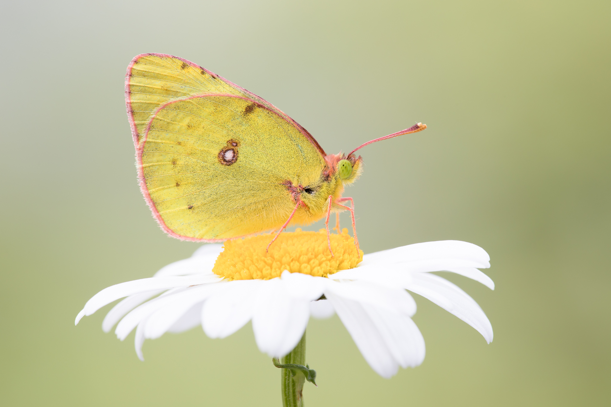 Hufeisenklee Gelbling_(Colias alfacariensis)_CI4A6029-BF.jpg