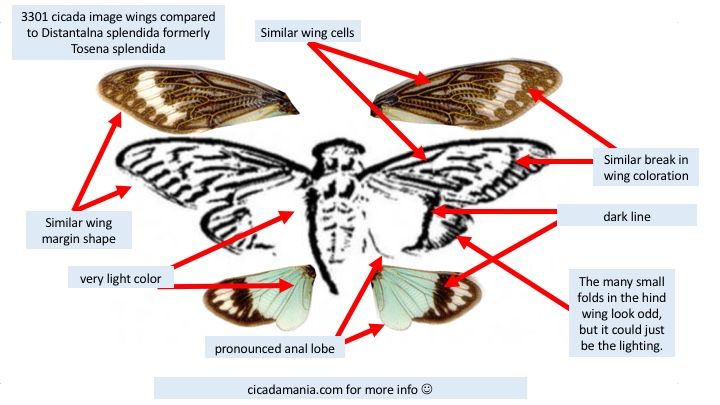 cicada3301.jpg