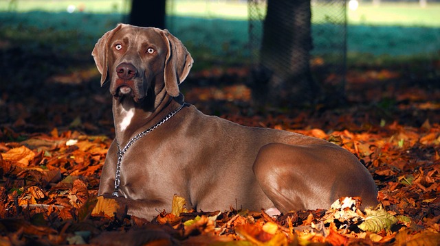 weimaraner.jpg