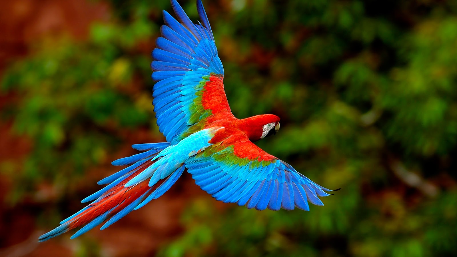 bird-wallpaper-parrot-04.jpg