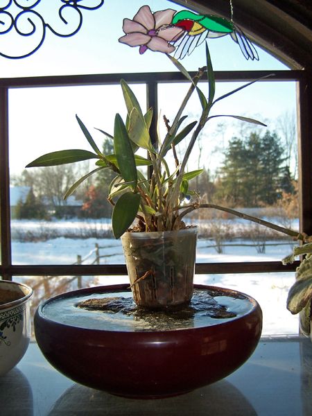 Orchid in sun1 crop Jan. 1 2018.jpg