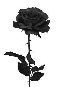 Image result for black rose
