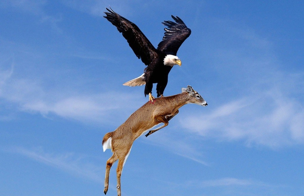 Harpy Eagle, or Royal Hawk, Spreading the Wings on the Ground