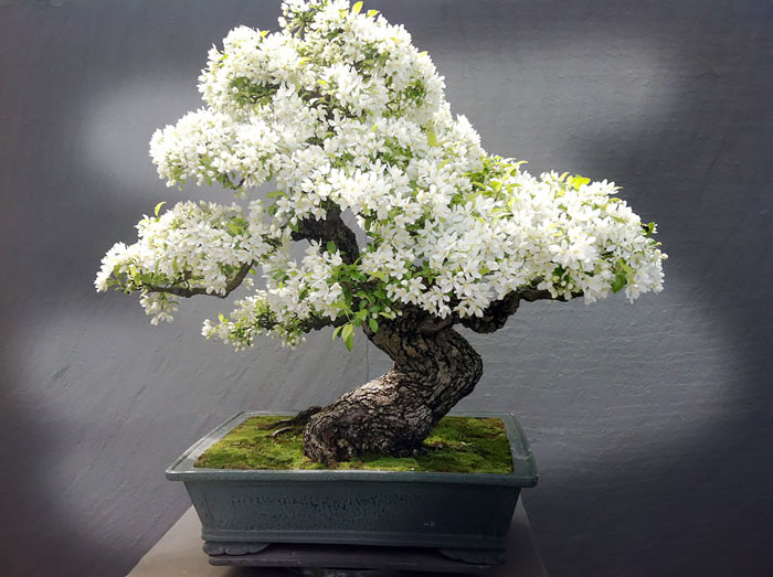 amazing-bonsai-trees-5-1-5710e79582acc__700.jpg