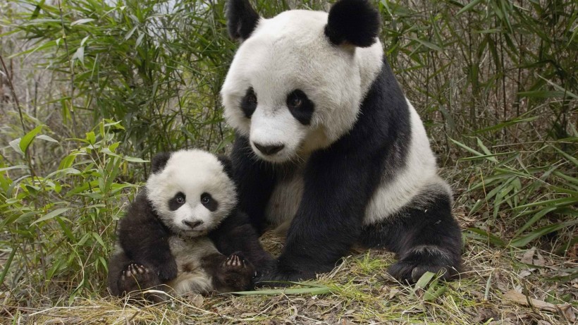 giant_panda_-018.jpg