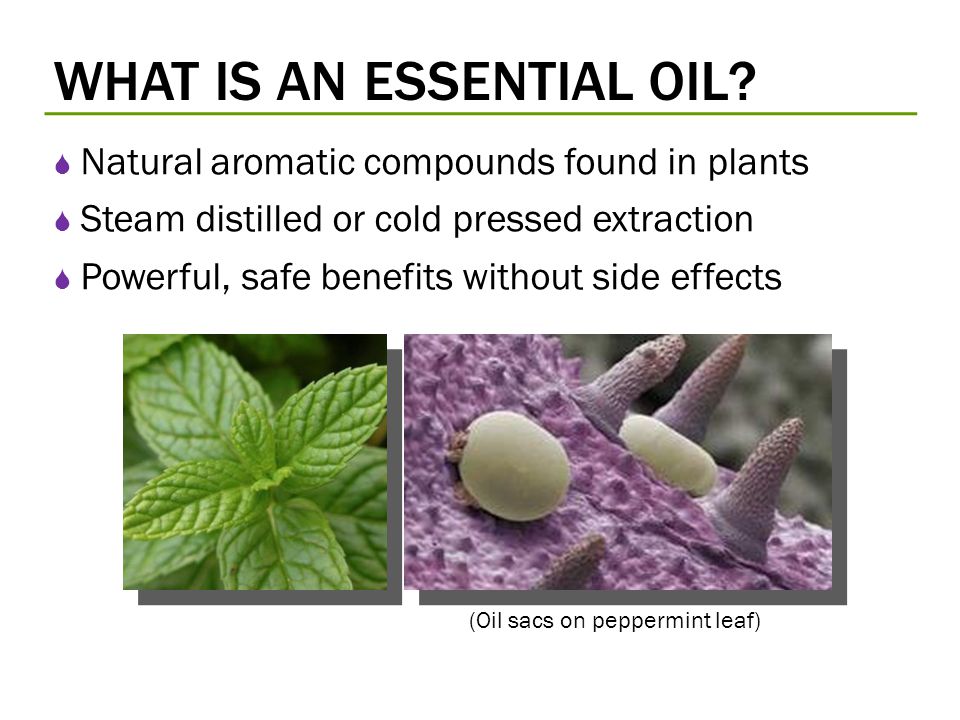 (Oil+sacs+on+peppermint+leaf) (1).jpg