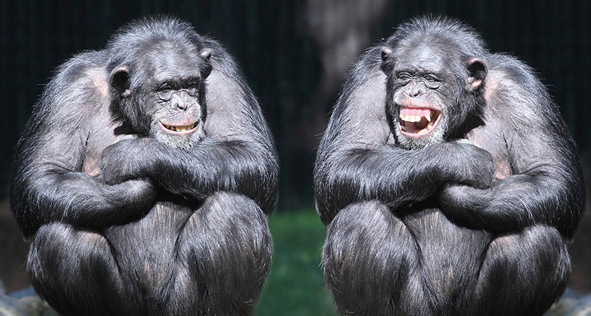 bb_laughing-chimps_feat_free  science news.jpg