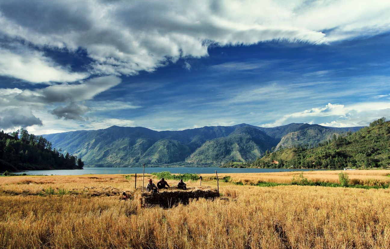 Sawah Ditepi Lut Tawar, Takengon_resize.jpg