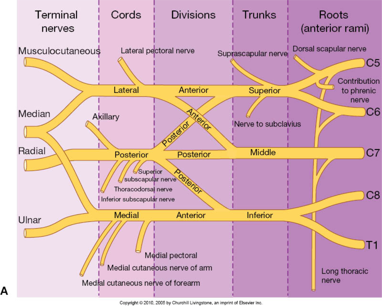 Brachial Plexus Chart