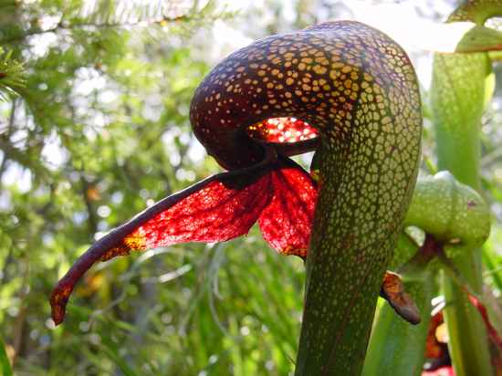 darlingtonia_californica_ne8.jpg