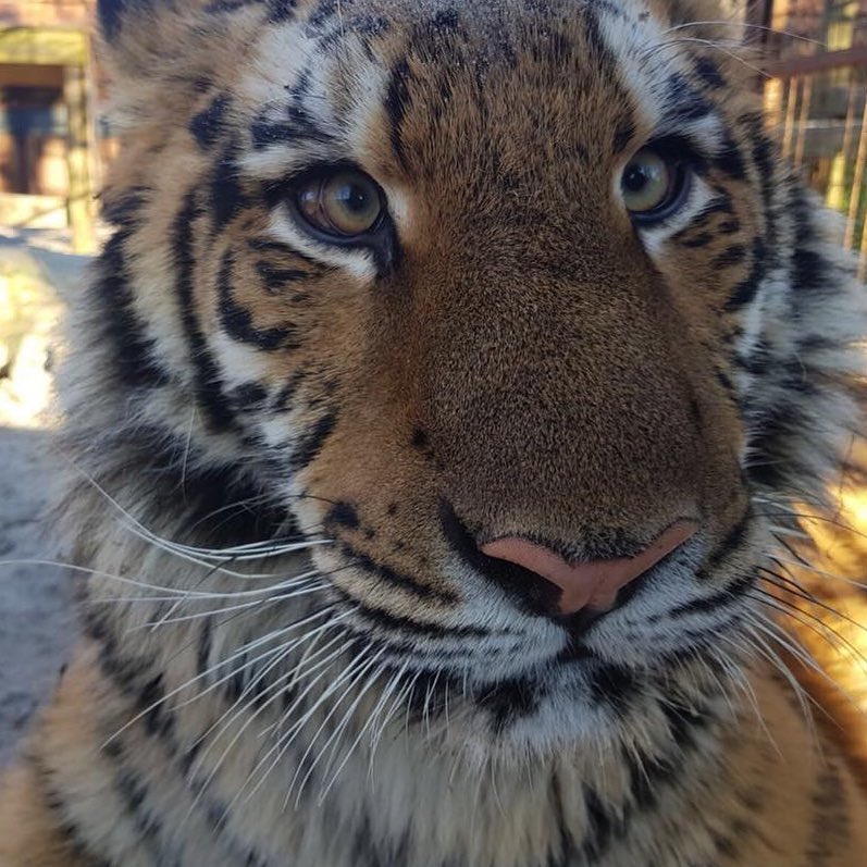 Javan Tiger