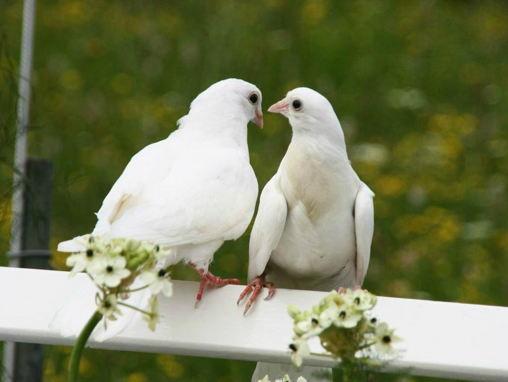 Download 43 Gambar Burung Merpati Berpasangan Hd Paling Keren