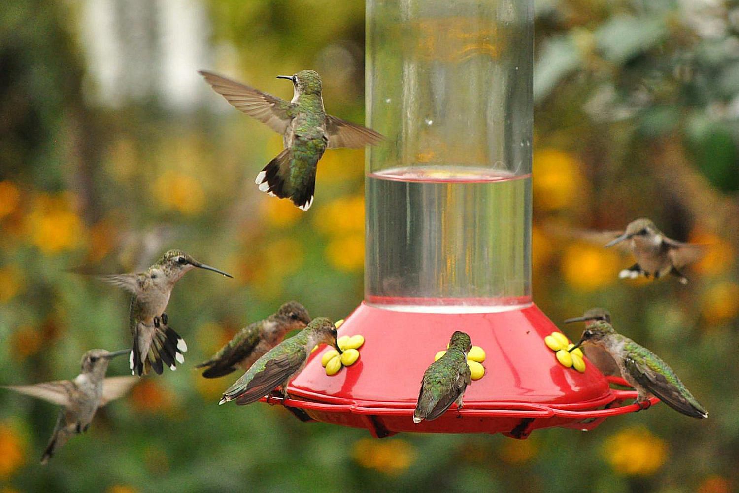 Hummingbirds.jpg