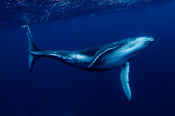 humpback-whale-swimming-underwater-tonga-south-pacific-picture-id661799937.jpg