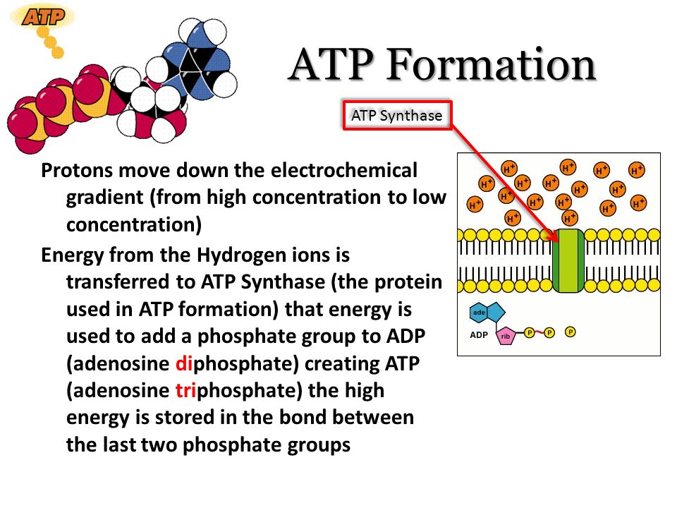 ATP+Formation+ATP+Synthase.+Protons+move+down+the+electrochemical+gradient+(from+high+concentration+to+low+concentration).jpg