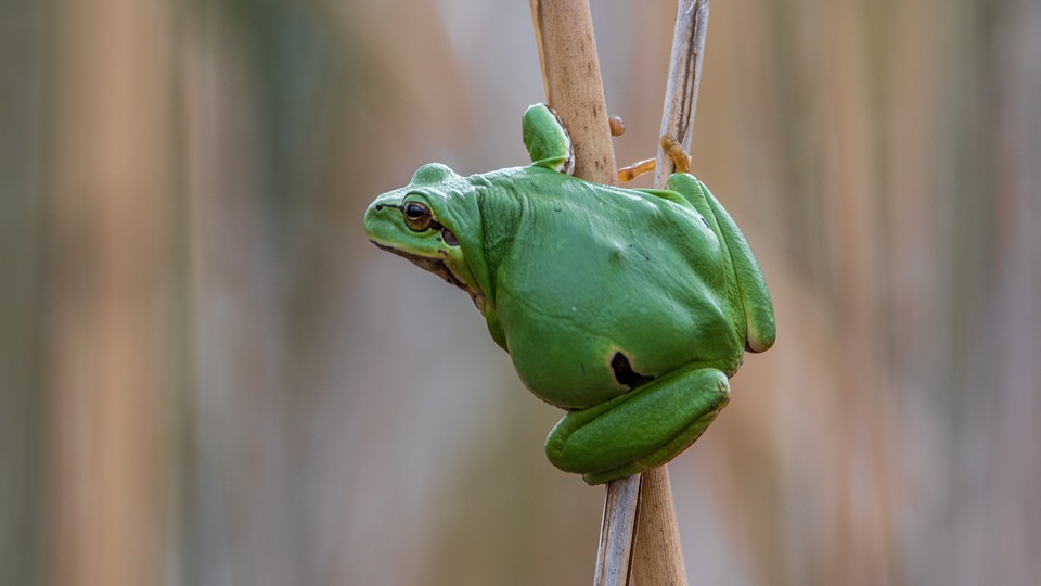 frog-background-blurred.jpg