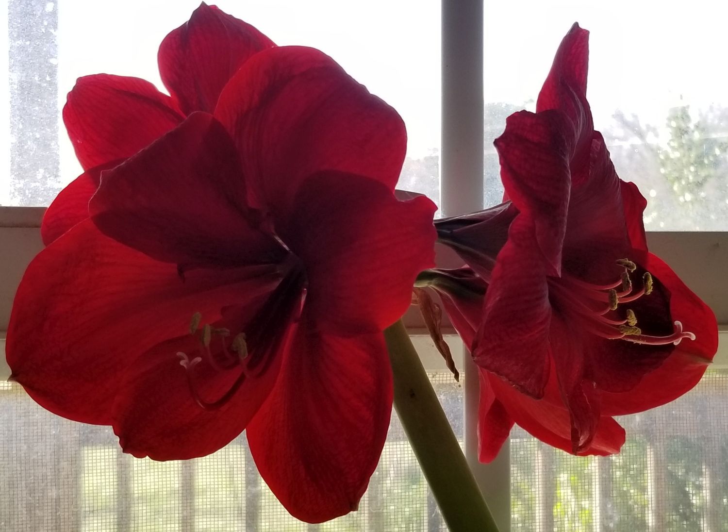 20180227_154623 Deep Red amaryllis.jpg