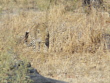 220px-Leopard_stalking.JPG