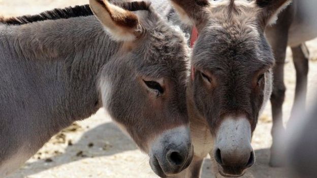 _98176265__93790665_donkeys.jpg