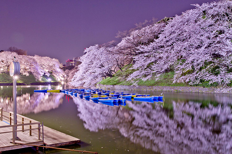cherry-blossom-sakura-5.jpg