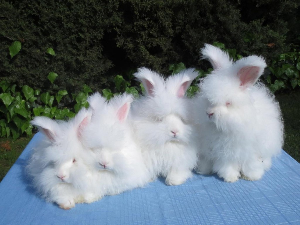 rabbit-betty-chu-1024x767.jpg